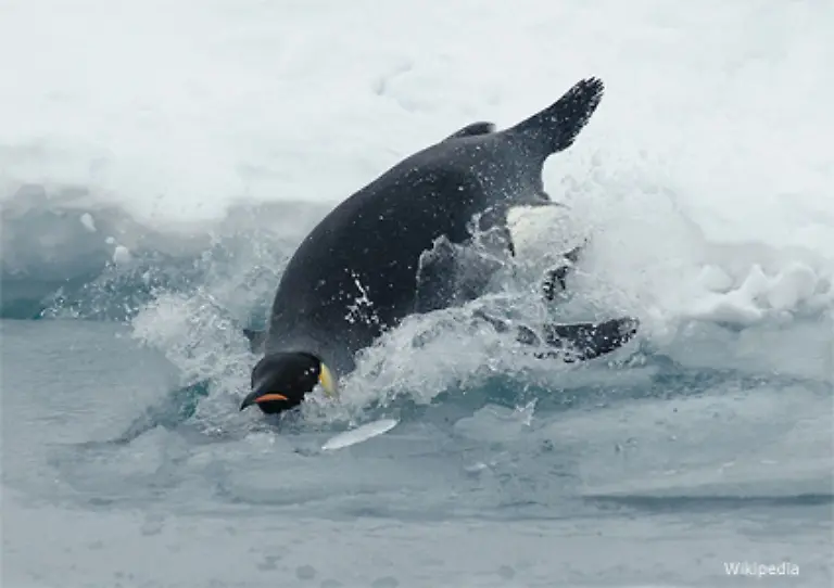 Kaiserpinguine-kommen-schon-bis-zu-500-Meter-tief