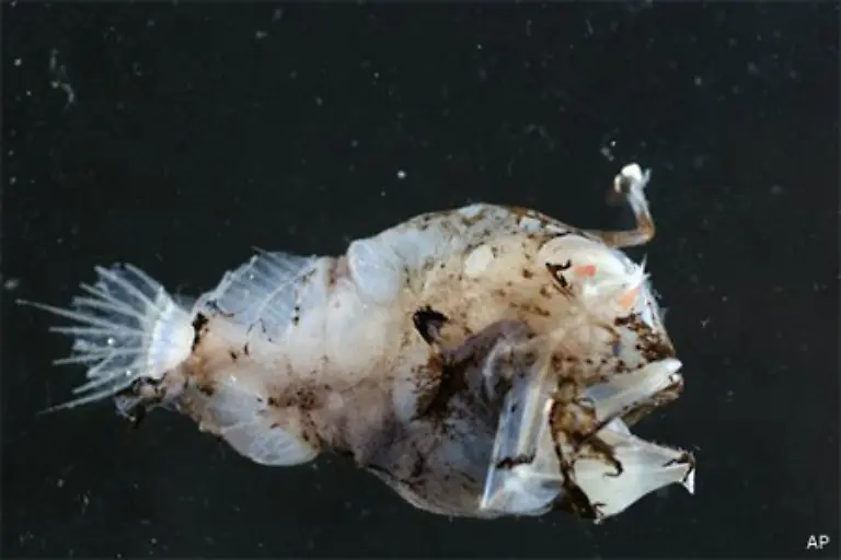 Der-Tiefsee-Anglerfisch-laesst-seinen-Leuchtkoeder-blinken