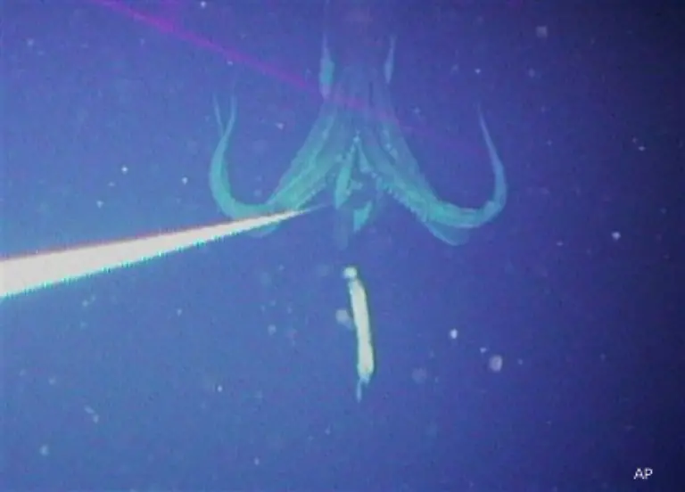 Auch-der-wohl-legendaerste-Tiefsee-Bewohner-der-Architeuthis