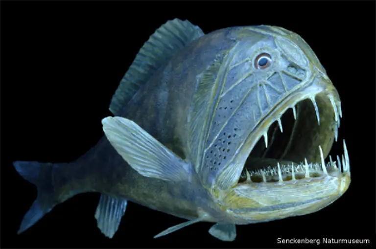 Deswegen-wachsen-die-meisten-Tiefsee-Fische-nicht-ueber-eine-Groesse-von-30-Zentimetern-hinaus-und-sie-bewegen-sich-moeglichst-wenig