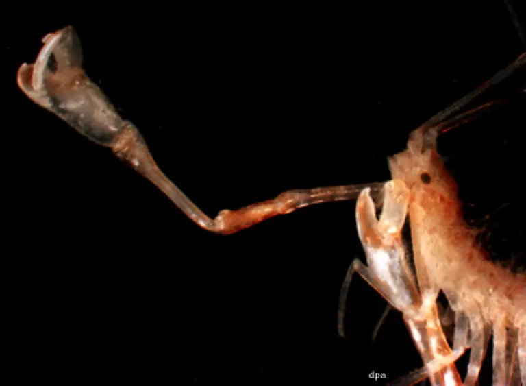 Die-Forscher-hatten-Proben-aus-Tiefen-zwischen-774-und-6348-Metern-entnommen-Assel-der-Gattung-Munna