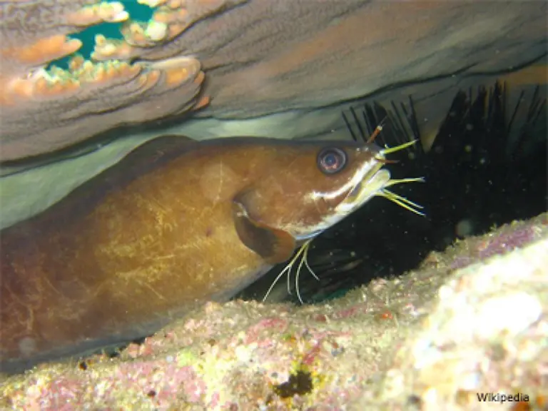 Die-groesste-Tiefe-in-der-je-ein-Fisch-gefangen-wurde-ist-uebrigens-bei-9006-Metern-unter-Normalnull-Der-Name-des-Fisches-Abyssobrotula-galathea-im-Bild-ein-Vertreter-der-gleichen-Familie
