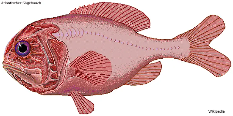 Auch-die-modernen-Fischfang-Methoden-werden-den-Tiefsee-Bewohnern-gefaehrlich-Der-Atlantische-Saegebauch-etwa-der-bis-zu-150-Jahre-alt-werden-kann-gilt-mittlerweile-als-bedroht-Dieses-Schicksal-teilt-er-unter-anderem-mit-Grenadierfischen-und-Groenlandrochen