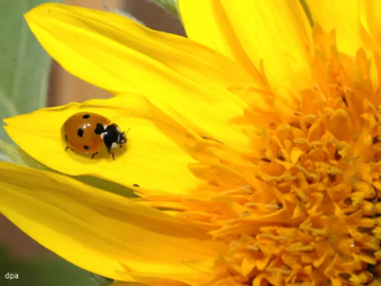 Coccinella-septempunctat-der-Siebenpunkt-Marienkaefer-Er-war-das-Insekt-des-Jahres-2006