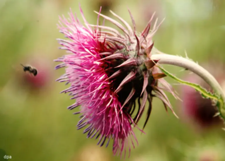 Blumen-des-Jahres