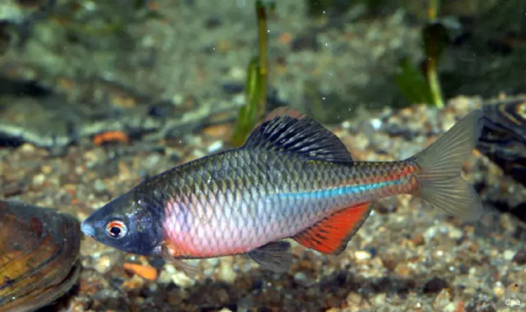 Fische-des-Jahres