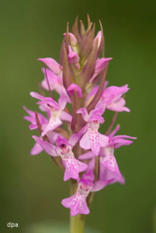 Orchideen-des-Jahres
