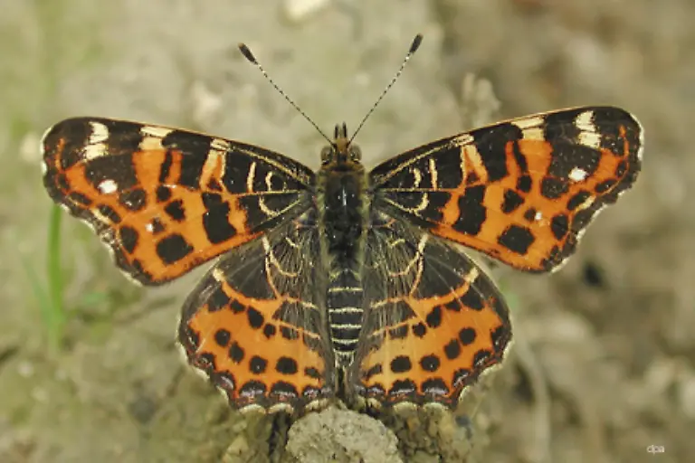 Schmetterlinge-des-Jahres