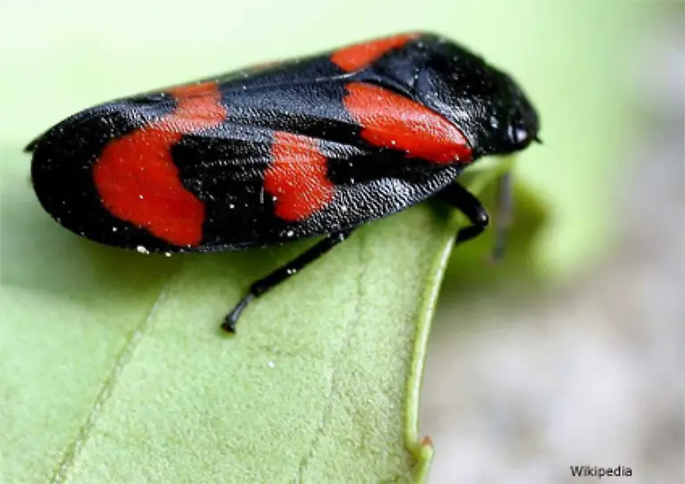Sie-lebt-auf-Weiden-in-Waldlichtungen-und-an-Wegraendern-und-ist-eine-gute-Springerin-was-ihr-oft-das-Leben-rettet