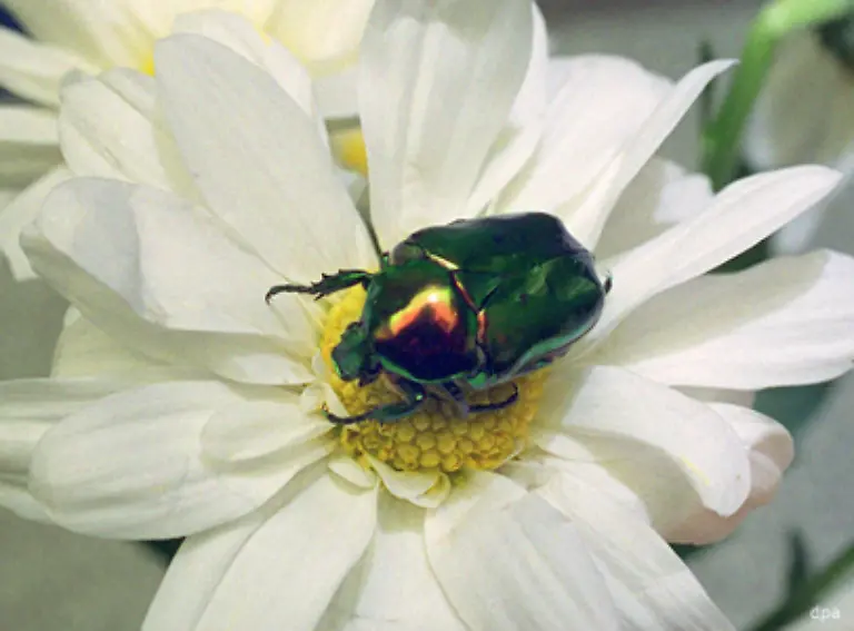 Cetonia-aurata-der-Goldglaenzende-Rosenkaefer-Der-sehr-auffaellige-einheimische-Kaefer-wird-etwa-14-bis-20-Millimeter-gross-und-lebt-nur-wenige-Monate-Auf-grossen-Blueten-fuehlt-sich-das-Insekt-des-Jahres-2000-am-wohlsten-Der-Rosenkaefer-knabbert-Pollen-und-Bluetenteile