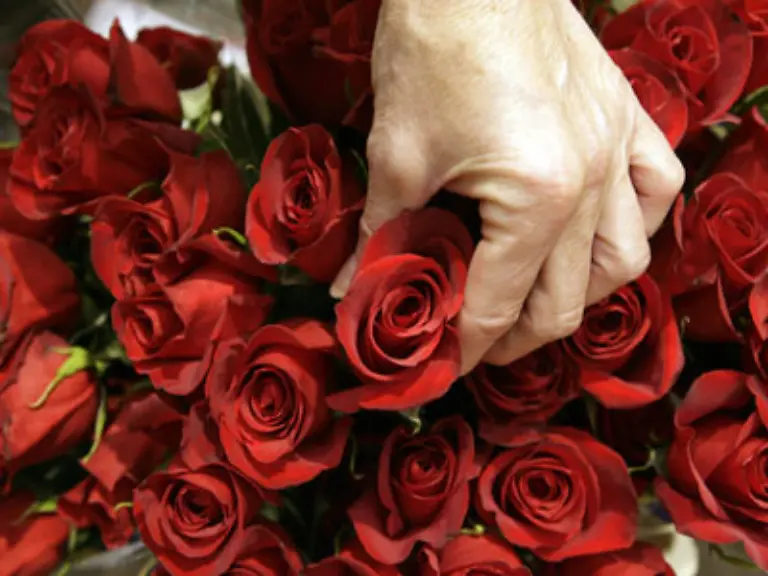 Knigge-raet-im-Zweifelsfall-eher-zu-einer-einzelnen-Rose-als-zu-einem-bunten-Tulpenstrauss