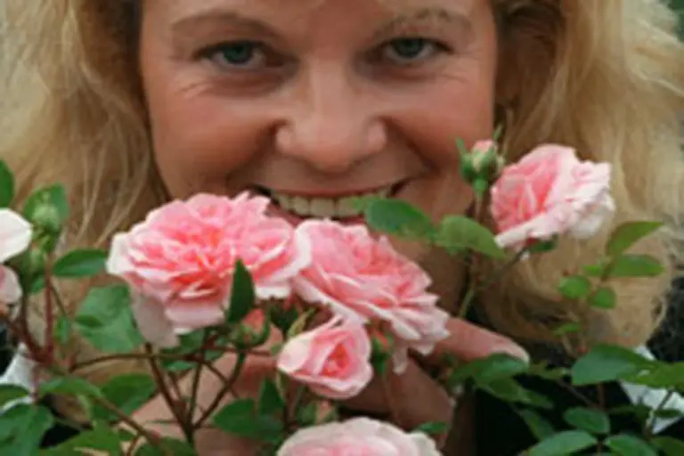 Als-kleine-Aufmerksamkeit-so-von-Chef-zu-Kolleginnen-eignen-sich-gemeinhin-langstielige-einzelne-rosafarbene-Rosen-besser