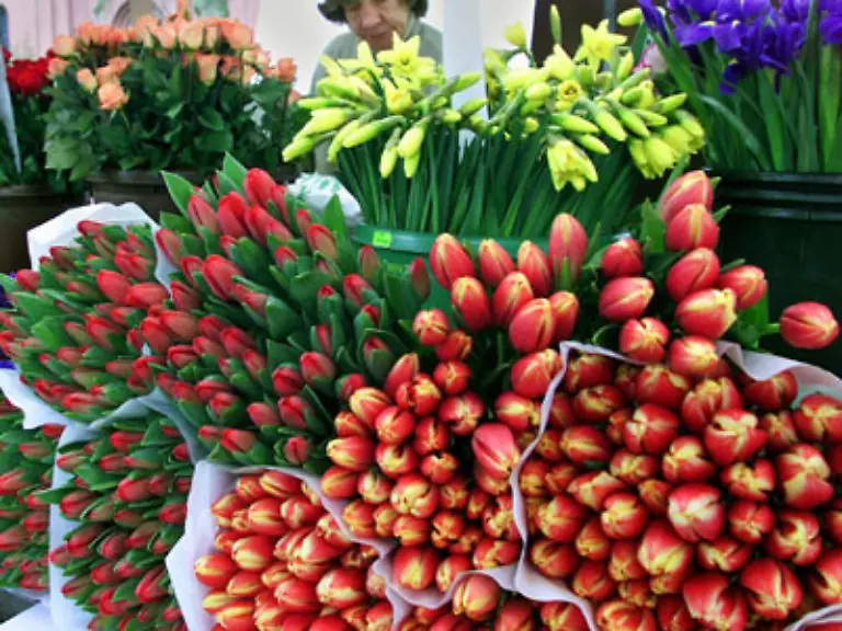 sondern-meistens-im-Ausland-Vier-von-fuenf-Blumen-die-in-Deutschland-verkauft-werden-stammen-aus-Holland-Lateinamerika-oder-Afrika