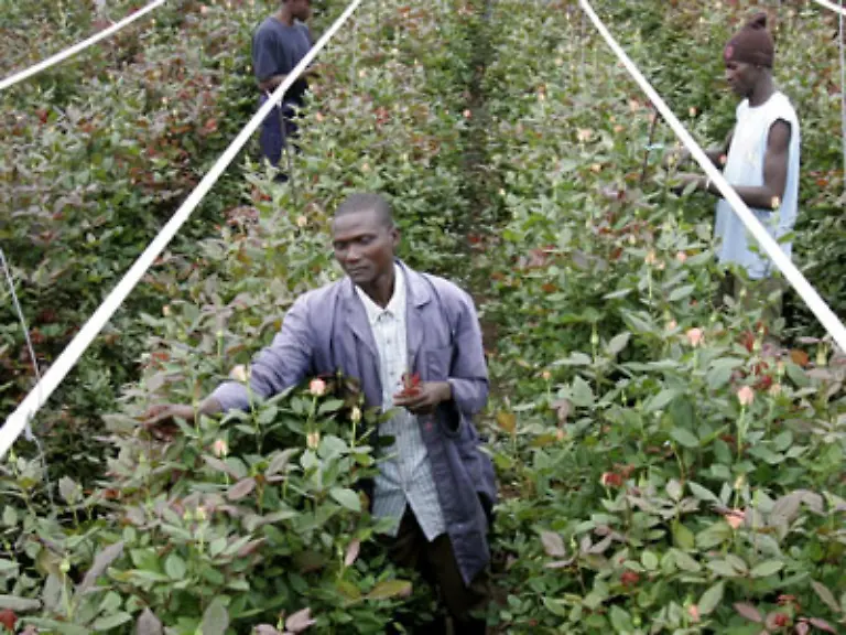 Und-hinter-den-schoenen-Blumen-lauert-oft-ein-haessliches-Geschaeft