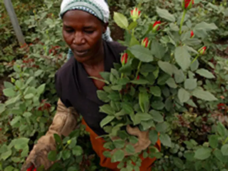 aber-auch-Gesundheitsrisiken-fuer-die-Plantagenarbeiter-durch-ruecksichtslos-verspruehte-Pestizide