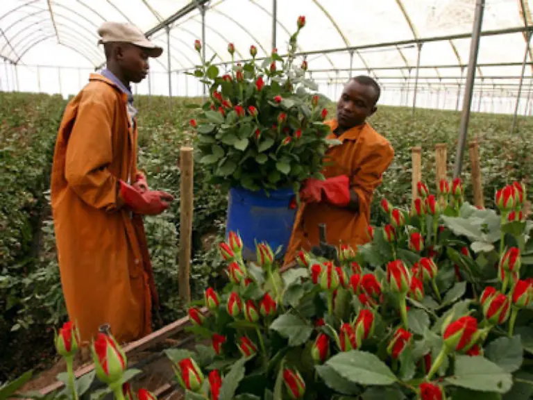 Wer-sich-die-Freude-des-Blumenschenkens-nicht-nehmen-lassen-moechte-der-muss-keinesfalls-darauf-verzichten-Fair-gehandelte-Blumen-sind-naemlich-speziell-gekennzeichnet