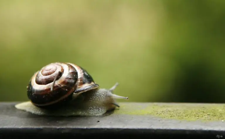 Slow-motion-statt-fast-forward