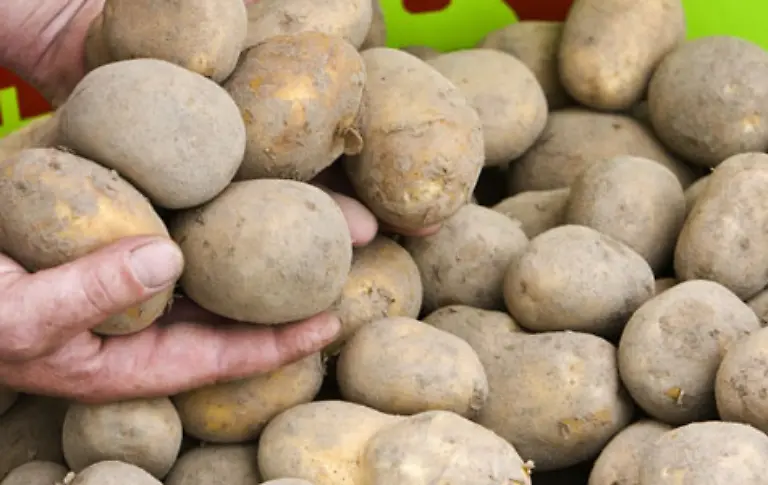 ausgedacht-Die-Belegschaft-des-PSA-Werkes-Sochaux-konnte-tonnenweise-Kartoffeln-kaufen-zweieinhalb-Kilogramm-zu-1-50-Euro-Bis-zum-Mittag-war-die-Haelfte-der-Kartoffeln-und-anderer-Gemuesesorten-verkauft