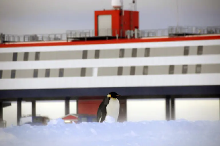 Nur-zwei-Tage-nach-der-feierlichen-Eroeffnung-kam-der-erste-tierische-Besucher-zur-Neumayer-Station