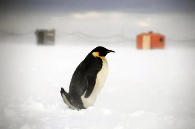 Die-Kolonie-der-Kaiserpinguine-lebt-nur-ein-paar-Kilometer-von-der-Forschungseinrichtung-entfernt