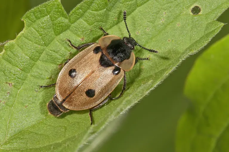 imago0065088296h