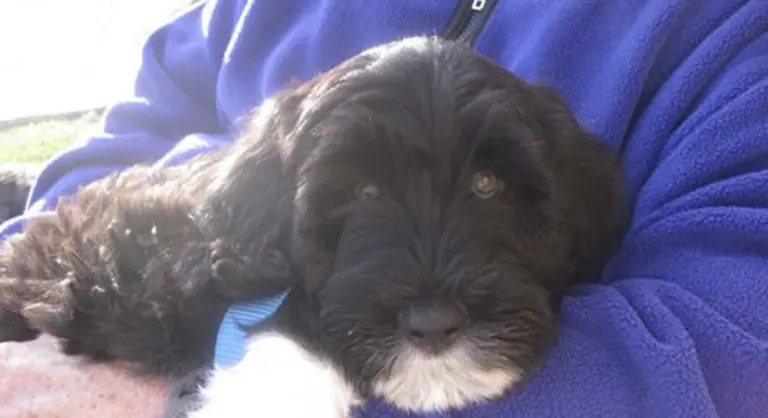 Demnaechst-wird-auch-die-Nachfrage-nach-Portugiesischen-Wasserhunden-steigen-aber-das-ist-ein-anderes-Thema