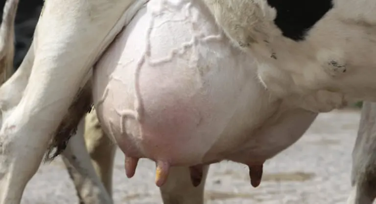 Dazu-sagt-Loos-lachend-Fuer-mich-war-es-nicht-so-schwierig-der-Bauer-hat-mir-Talent-bestaetigt-Ich-komme-ja-aus-Brandenburg-und-meine-Oma-hatte-in-der-Naehe-einen-Bauernhof-Die-hatten-keine-Kuehe-aber-Pferde-Huehner-und-Ziegen