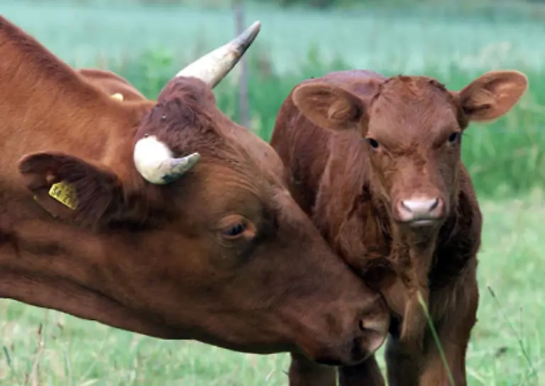 Diese-Kuehe-stehen-schon-als-Kaelbchen-die-meiste-Zeit-auf-gruenen-Weiden