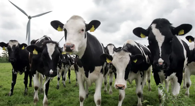 Problematisch-an-dieser-effizienten-Verdauung-ist-die-Freisetzung-von-Methan-durch-Ruelpsen-und-Pupsen-der-Tiere