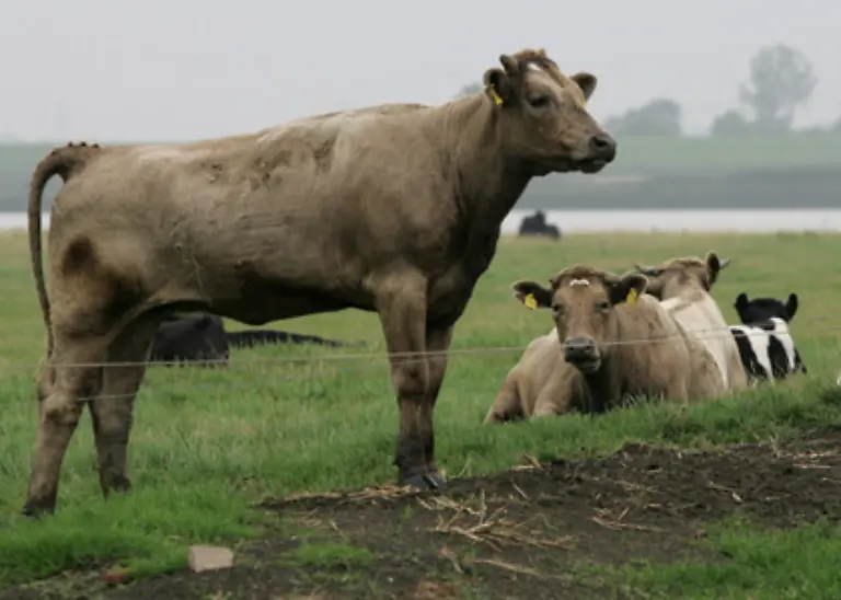 Das-Rind-ist-ein-Haustier-das-vor-allem-wegen-seines-Fleisches-und-seiner-Milch-gehalten-wird