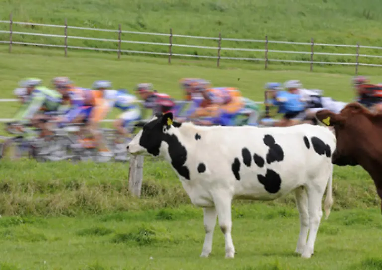 Diese-Rasse-ist-genetisch-auf-Hoechstleistungen-in-der-Milchproduktion-ausgerichtet