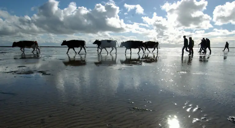 Rinder-begleiten-die-Menschen-bereits-seit-dem-9-Jahrtausend-vor-unserer-Zeitrechnung