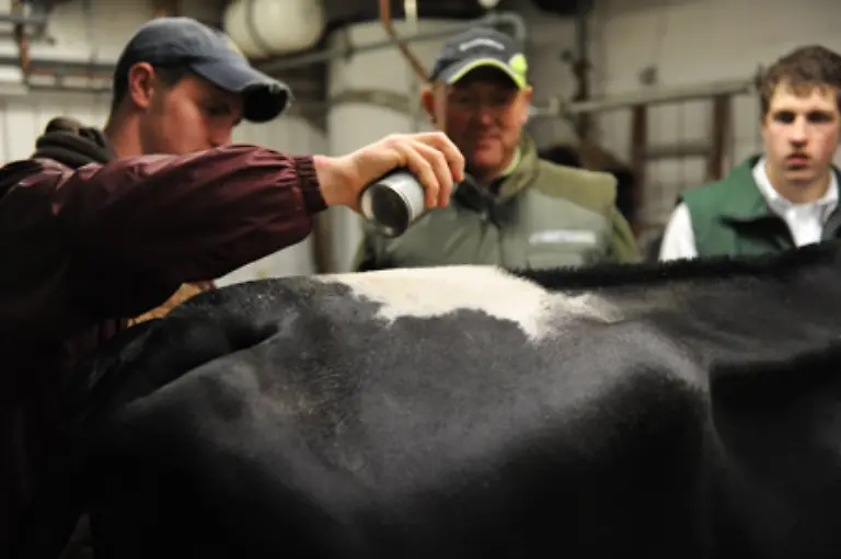 Fuer-den-tierischen-Schoenheitswettbewerb-werden-die-Kuehe-von-ihren-Besitzern-mit-viel-Aufwand-hergerichtet-Der-Einsatz-von-Haar-und-Farbspray-ist-eine-gaengige-und-erlaubte-Praxis