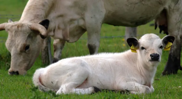 Der-Mensch-domestizierte-das-Hausrind-aus-dem-Wildrind-und-zuechtete-zahlreiche-Rassen-fuer-verschiedene-Ansprueche