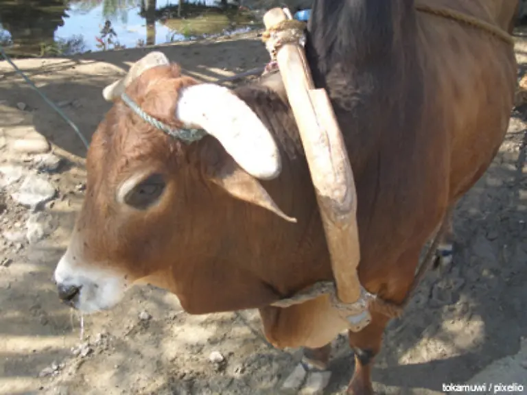 War-das-Haustier-in-frueheren-Zeiten-vor-allem-Arbeits-und-Fleischvieh