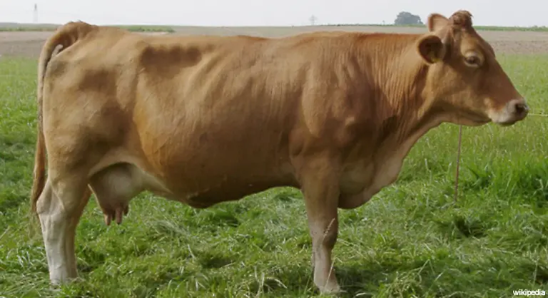 Mit-der-Industriealisierung-gab-es-immer-weniger-so-genannte-Dreinutzungsrassen-Das-sind-Tiere-die-als-Arbeits-Fleisch-und-Milchvieh-gehalten-wurden-Einige-von-ihnen-verschwanden-ganz