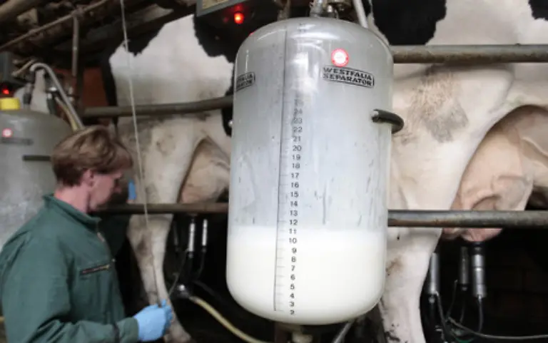 Seit-Anfang-des-20-Jahrhunderts-wurde-bei-den-Zuechtungen-immer-mehr-die-Milchproduktion-betont