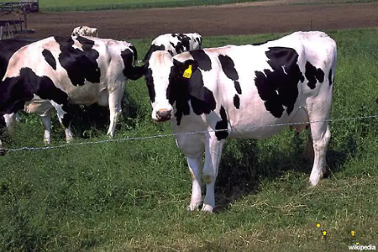 Die-bedeutendste-Milchviehrasse-die-so-entstand-nennt-sich-Holstein-Rind