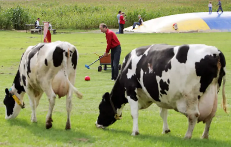 Durch-die-gute-Melkbarkeit-den-hohen-Fettanteil-in-der-Milch-und-die-gute-Milchleistung-selbst-wird-die-Holstein-Kuh-weltweit-gern-und-oft-gehalten