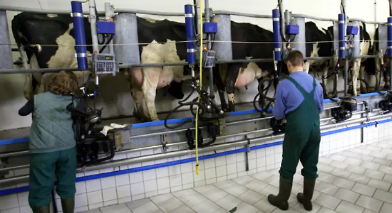 Eine-Holstein-Kuh-kann-jaehrlich-8-000-Kilogramm-Milch-produzieren-Spitzentiere-schaffen-sogar-10-000-bis-13-000-Kilogramm