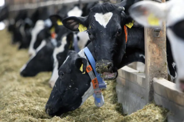 Solche-Leistungen-sind-nur-moeglich-durch-gezielte-Zuechtung-und-spezielles-Futter-Hochleistungsmilchkuehe-leben-meistens-in-grossen-Zuchtbetrieben