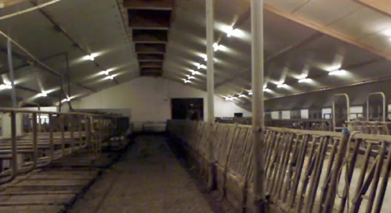 Diese-Tiere-stehen-ihr-Leben-lang-im-Stall-und-kennen-weder-gruene-saftige-Weiden-noch-das-Sonnenlicht