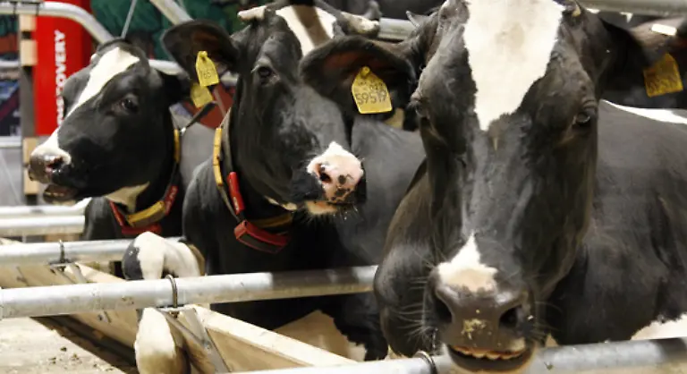 Sie-werden-nicht-mal-mehr-mit-Gras-oder-Silage-gefuettert-sondern-bekommen-Kraftfuttermischungen-die-aus-Weizen-Soja-und-Mais-bestehen