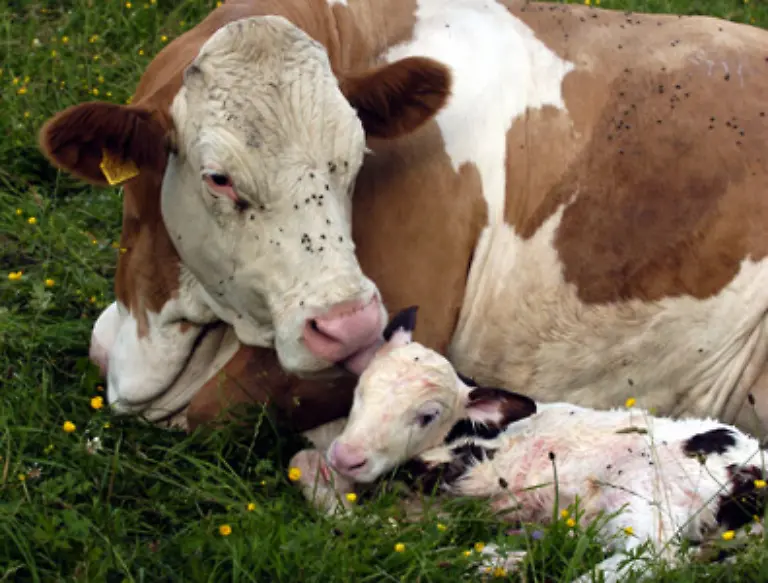 Die-Aufgabe-der-Tiere-ist-es-Kaelber-zu-gebaeren-und-Milch-zu-geben-Nur-eine-Kuh-die-schon-einmal-gekalbt-hat-gibt-auch-Milch