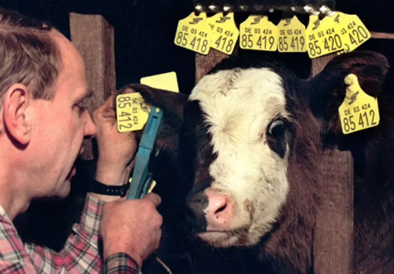 bekommt-zwei-Ohrmarken-falls-eine-verloren-geht