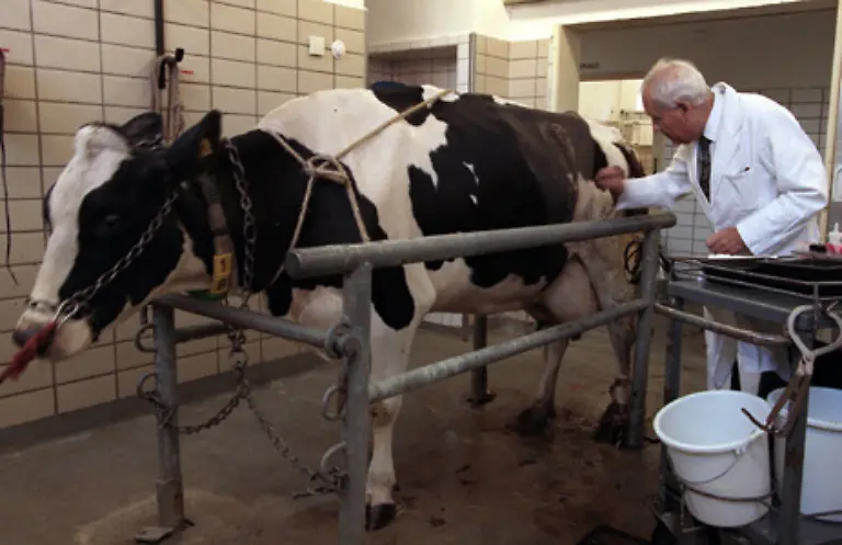 Damit-der-Milchfluss-nicht-versiegt-werden-die-Kuehe-in-regelmaessigen-Abstaenden-mit-tiefgefrorenem-Sperma-aus-dem-Katalog-besamt