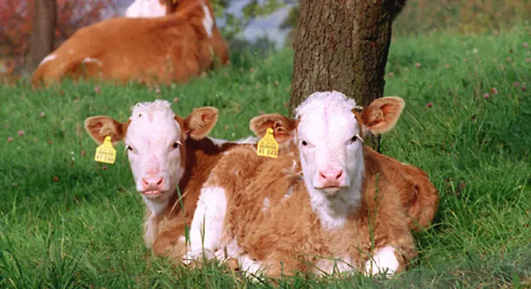 Bio-Kuehe-fressen-naturgemaess-Gras-Klee-und-Heu