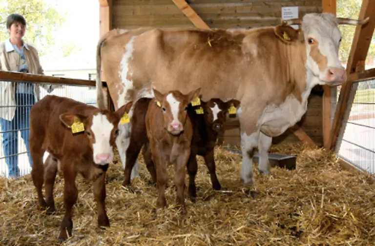 Die-Kaelber-duerfen-bei-ihren-Muettern-bleiben-und-werden-von-ihnen-gesaeugt-Da-die-Milch-der-Kuh-kurz-nach-der-Geburt-besonders-gehaltvoll-ist-entsteht-ein-natuerlicher-Immunschutz-beim-Kalb