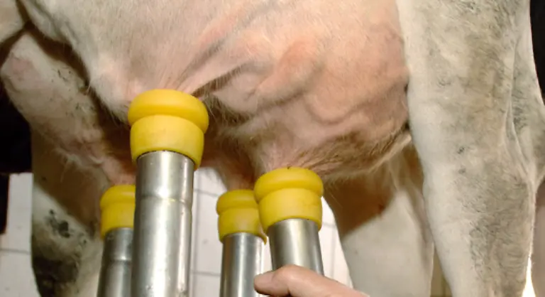 Ausserdem-wird-die-Kuh-bis-zum-300-Tag-nach-der-Geburt-ihres-Kalbes-gemolken-Danach-wird-die-Kuh-trockengestellt-also-nicht-mehr-gemolken