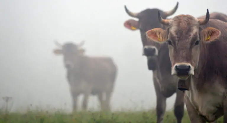 Die-Kuh-die-uebrigens-in-vielen-Bio-Betrieben-ihre-Hoerner-behalten-darf-kann-sich-in-dieser-Zeit-regenerieren-bis-sie-das-naechste-Kalb-bekommt